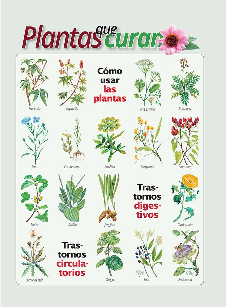 Revista - Plantas que curan: Trastornos digestivo y circulatorios